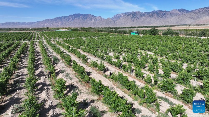 Ningxia : une vue de la base de plantation de raisins de cuve au pied est du mont Helan