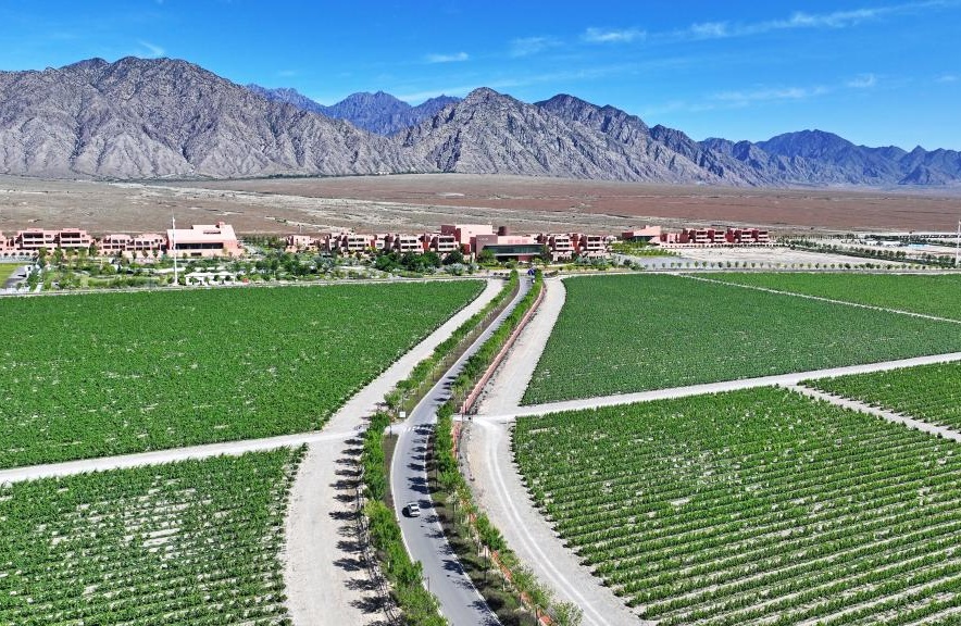 Ningxia : une vue de la base de plantation de raisins de cuve au pied est du mont Helan
