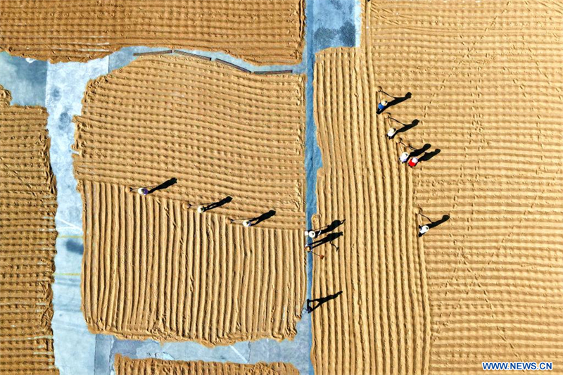 Chine : récolte du blé
