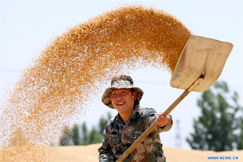Chine : récolte du blé