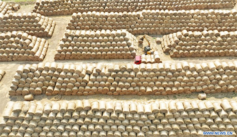 Chine : récolte du blé