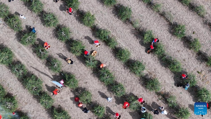 Ningxia : les baies de goji cultivées au pied du mont Helan entrent dans la saison de récolte
