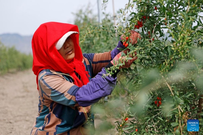 Ningxia : les baies de goji cultivées au pied du mont Helan entrent dans la saison de récolte
