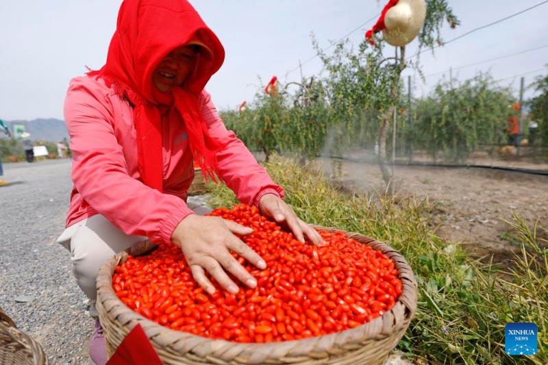 Ningxia : les baies de goji cultivées au pied du mont Helan entrent dans la saison de récolte