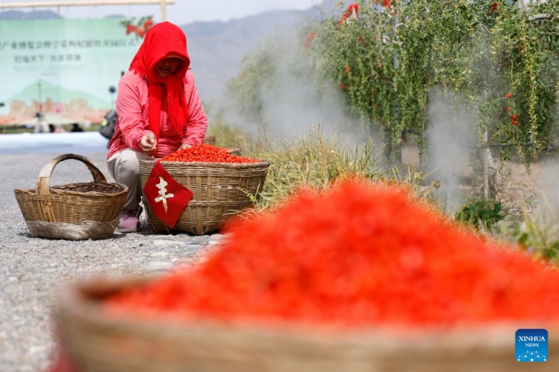 Ningxia : les baies de goji cultivées au pied du mont Helan entrent dans la saison de récolte
