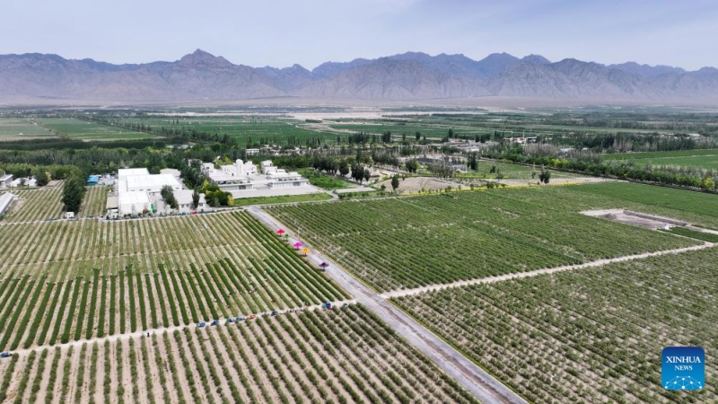 Ningxia : les baies de goji cultivées au pied du mont Helan entrent dans la saison de récolte