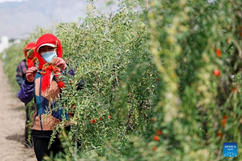 Ningxia : les baies de goji cultivées au pied du mont Helan entrent dans la saison de récolte