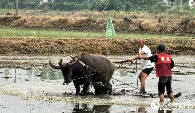 Hubei : découvrez la culture du riz et l'élevage des crevettes et profitez de l'ambiance rurale à Qianjiang
