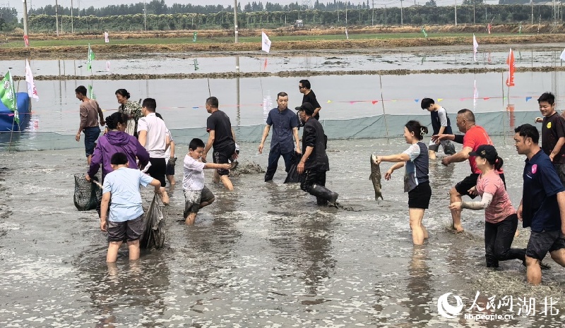 Hubei : découvrez la culture du riz et l'élevage des crevettes et profitez de l'ambiance rurale à Qianjiang