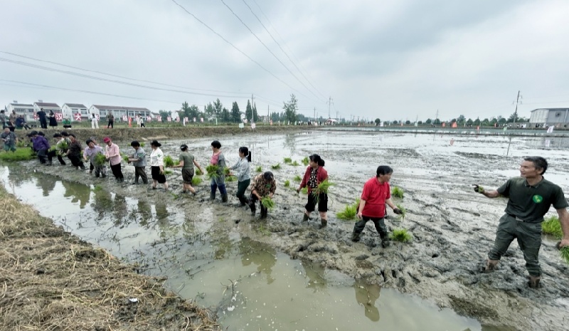 Hubei : découvrez la culture du riz et l'élevage des crevettes et profitez de l'ambiance rurale à Qianjiang