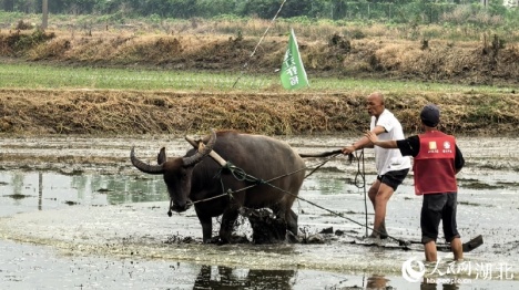 Hubei : découvrez la culture du riz et l'élevage des crevettes et profitez de l'ambiance rurale à Qianjiang