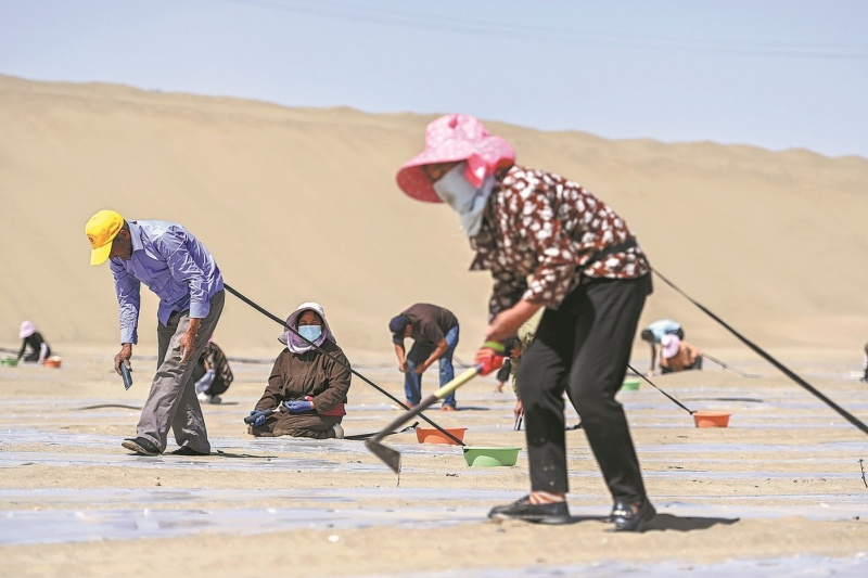 Xinjiang : comment les subventions ont transformé le contrôle du désert en source d'argent