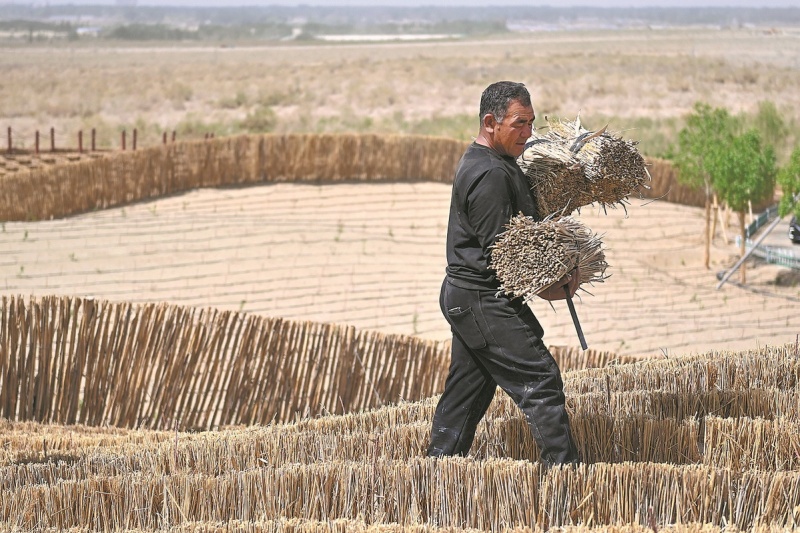 Xinjiang : comment les subventions ont transformé le contrôle du désert en source d'argent