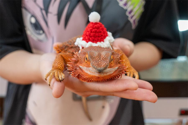 Chine : Exposition mondiale des reptiles de Beijing 2026