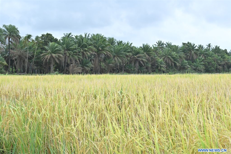 Le riz hybride chinois apporte un nouvel espoir de récolte abondante aux populations guinéennes