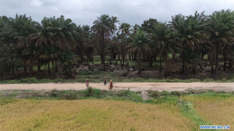 Le riz hybride chinois apporte un nouvel espoir de récolte abondante aux populations guinéennes