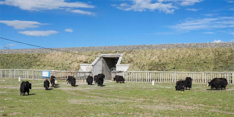 Des yaks passent par un ponceau sous le chemin de fer Qinghai-Xizang, dans l'arrondissement de Seni, à Nagqu, dans la région autonome du Xizang, dans le sud-ouest de la Chine, le 18 juin 2026.  (Photo : Jigme Dorje)