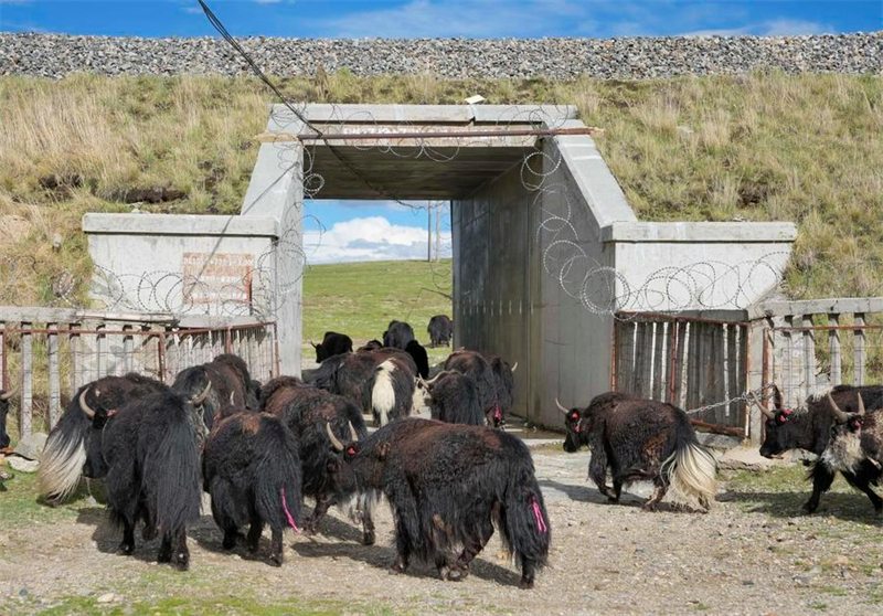 Chine : passages fauniques du chemin de fer Qinghai-Xizang à Nagqu