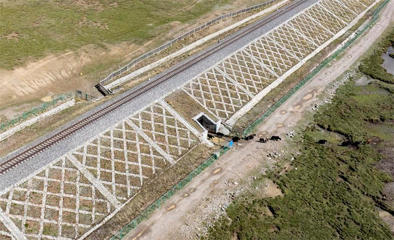Chine : passages fauniques du chemin de fer Qinghai-Xizang à Nagqu