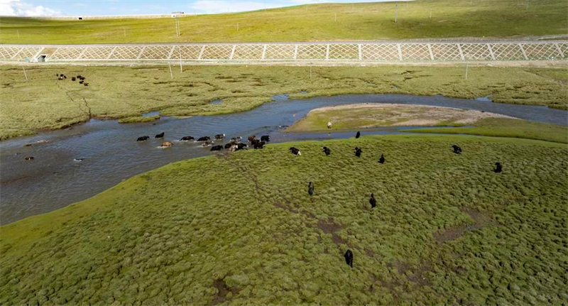 Chine : passages fauniques du chemin de fer Qinghai-Xizang à Nagqu
