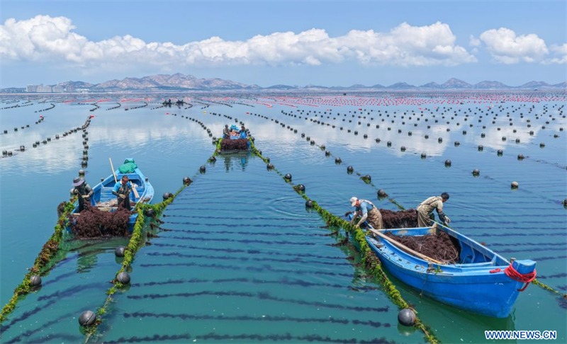 Chine : culture d'algues gracilaires au Shandong