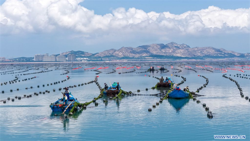 Chine : culture d'algues gracilaires au Shandong