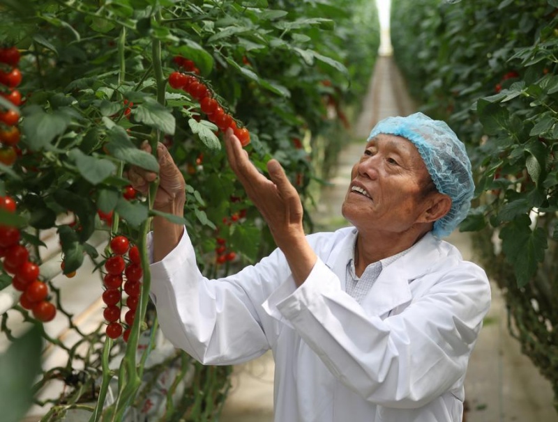 Henan : un chef de village déploie tous ses efforts pour le développement de sa ville natale