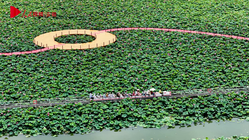 Anhui : à Hefei, le petit train de l'Etang aux Lotus de la Zone de haute technologie du district de Xinzhan devient un nouveau favori de l'été