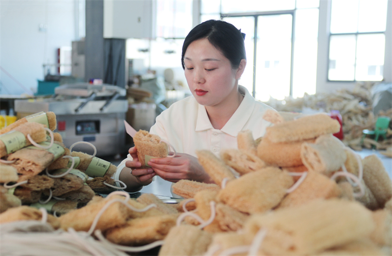 Henan : les produits en éponge de luffa atteignent les marchés mondiaux depuis le comté de montagne isolé de Shangcheng