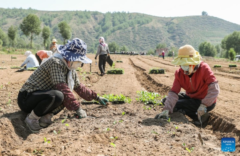 Qinghai : à Datong, un climat unique alimente la production de légumes de qualité pour climat froid