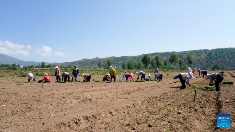Qinghai : à Datong, un climat unique alimente la production de légumes de qualité pour climat froid