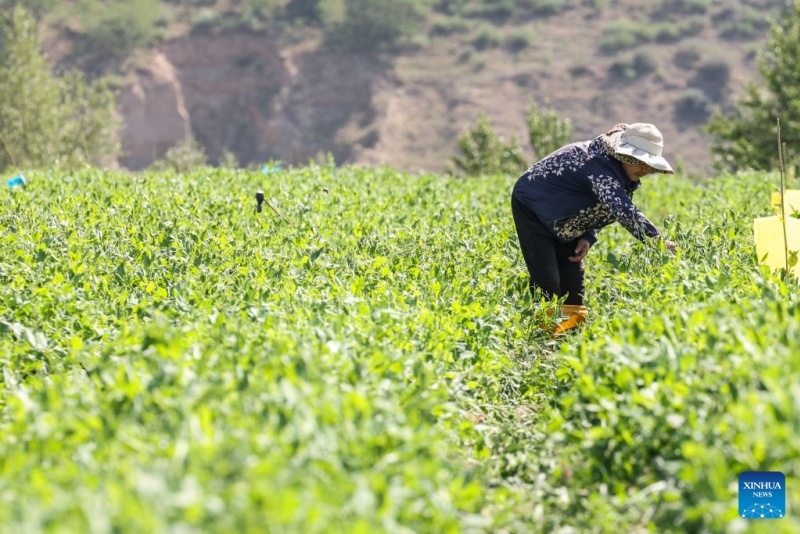Qinghai : à Datong, un climat unique alimente la production de légumes de qualité pour climat froid