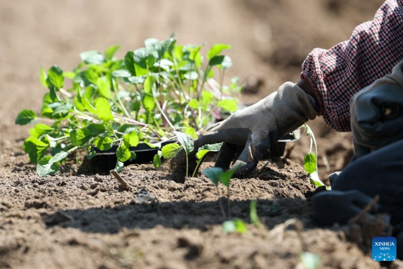 Qinghai : à Datong, un climat unique alimente la production de légumes de qualité pour climat froid