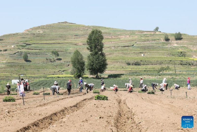 Qinghai : à Datong, un climat unique alimente la production de légumes de qualité pour climat froid
