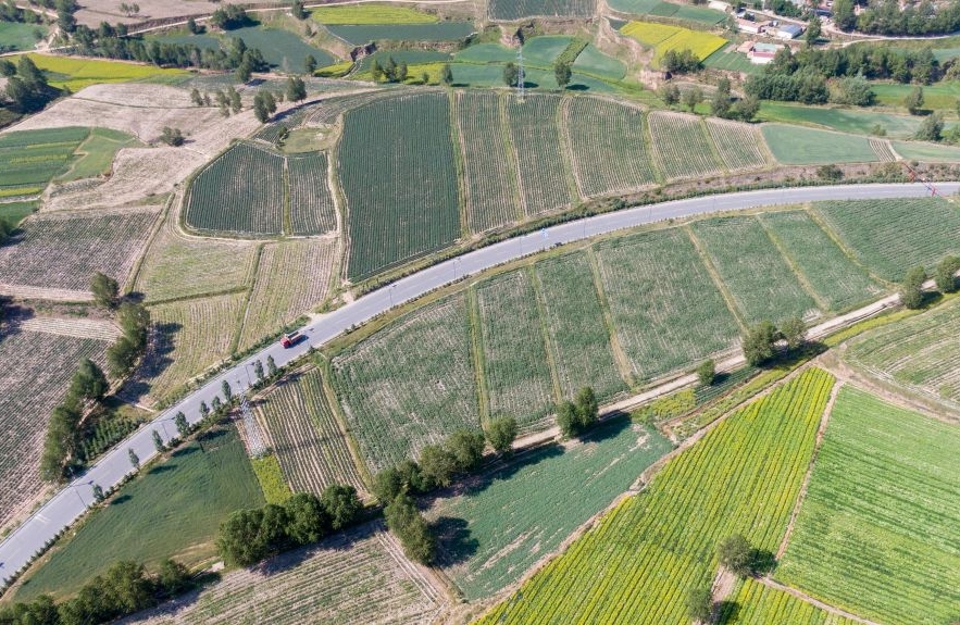 Qinghai : à Datong, un climat unique alimente la production de légumes de qualité pour climat froid