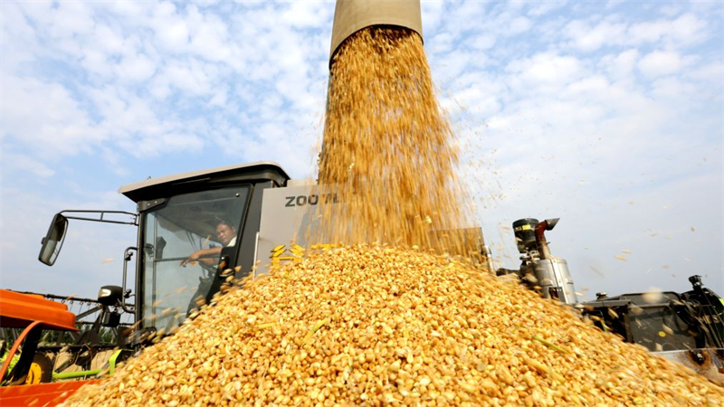 La récolte de céréales d'été en Chine dépasse pour la première fois les 150 millions de tonnes