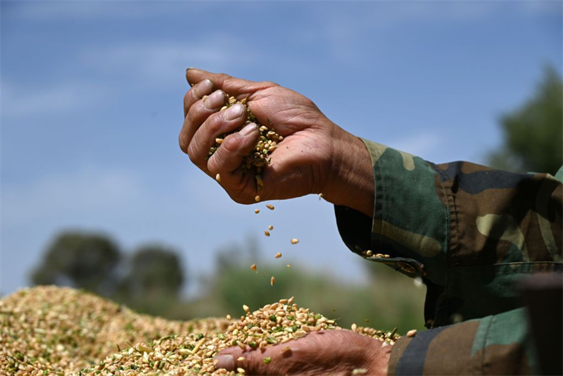 La récolte de céréales d'été en Chine dépasse pour la première fois les 150 millions de tonnes