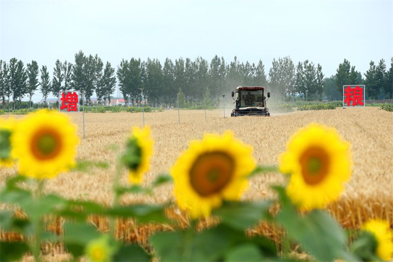 La récolte de céréales d'été en Chine dépasse pour la première fois les 150 millions de tonnes