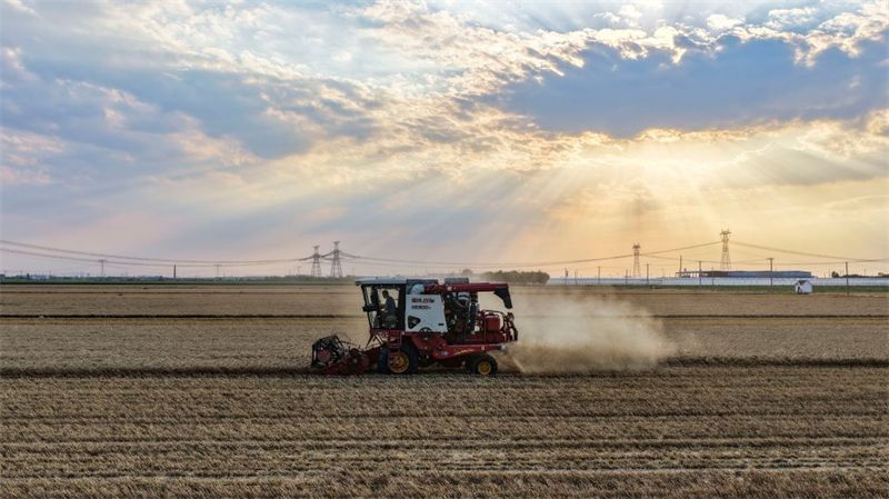 La récolte de céréales d'été en Chine dépasse pour la première fois les 150 millions de tonnes