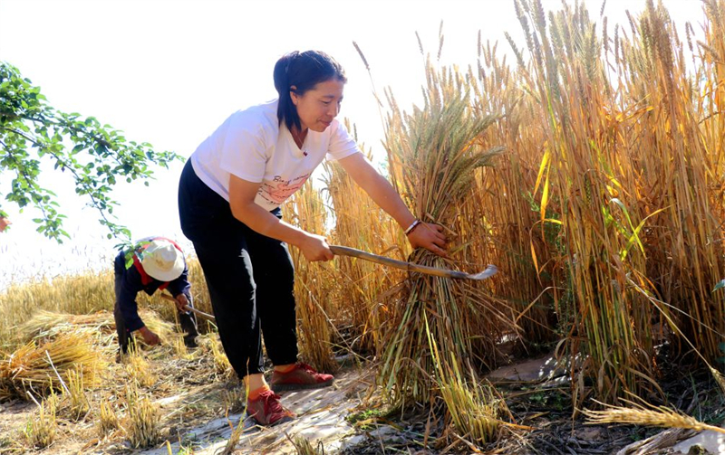 La récolte de céréales d'été en Chine dépasse pour la première fois les 150 millions de tonnes