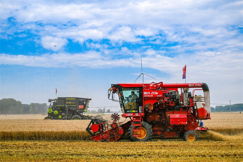 La récolte de céréales d'été en Chine dépasse pour la première fois les 150 millions de tonnes