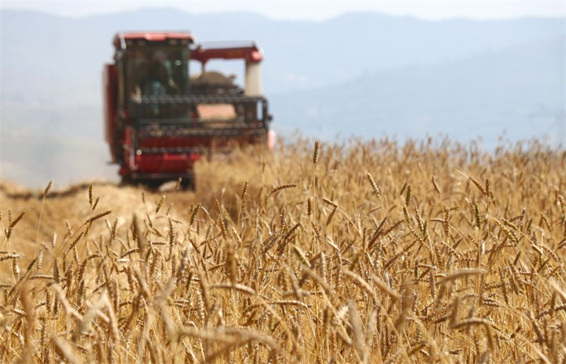 La récolte de céréales d'été en Chine dépasse pour la première fois les 150 millions de tonnes