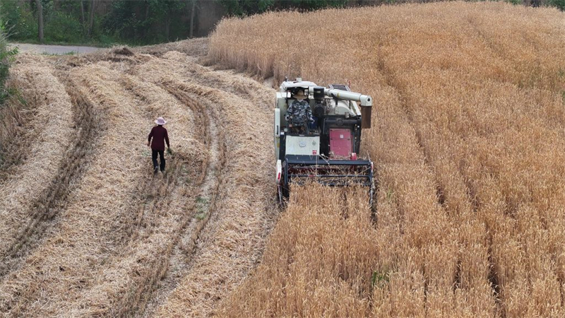 La récolte de céréales d'été en Chine dépasse pour la première fois les 150 millions de tonnes