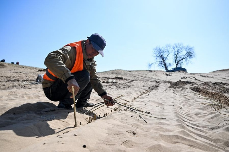 Un ouvrier agricole plante des arbustes dans le désert de Hunshandake, dans la bannière de Zhenglan de la Ligue de Xilingol, dans la région autonome de Mongolie intérieure (nord de la Chine), le 13 mai 2026. (Xinhua/Li Zhipeng)
