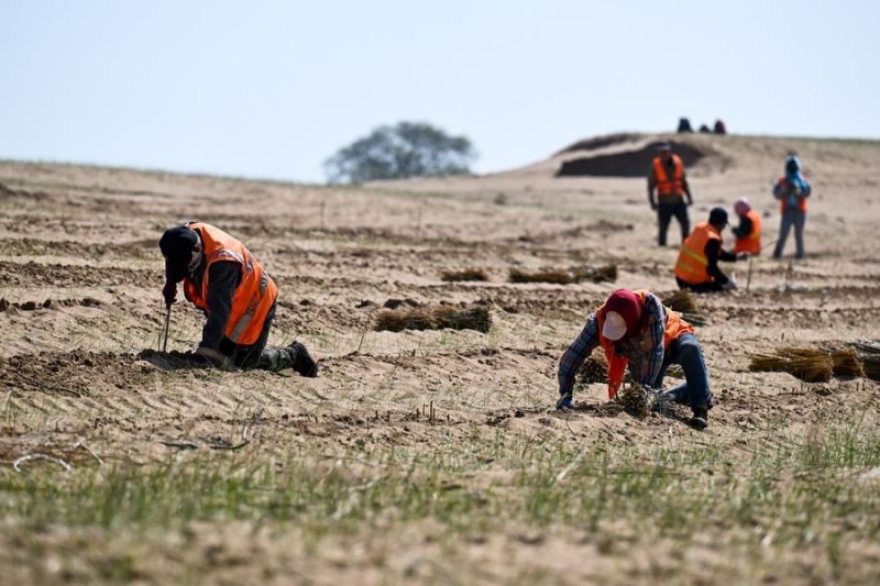 Des ouvriers agricoles plantent des arbustes dans le désert de Hunshandake, dans la bannière de Zhenglan de la Ligue de Xilingol, dans la région autonome de Mongolie intérieure (nord de la Chine), le 13 mai 2026. (Xinhua/Li Zhipeng)
