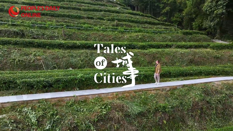 Guizhou : le parfum du matcha de Tongren se répand dans le monde entier