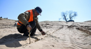 Mongolie intérieure : à Xilingol, la restauration des prairies soutient à la fois les terres et la vie