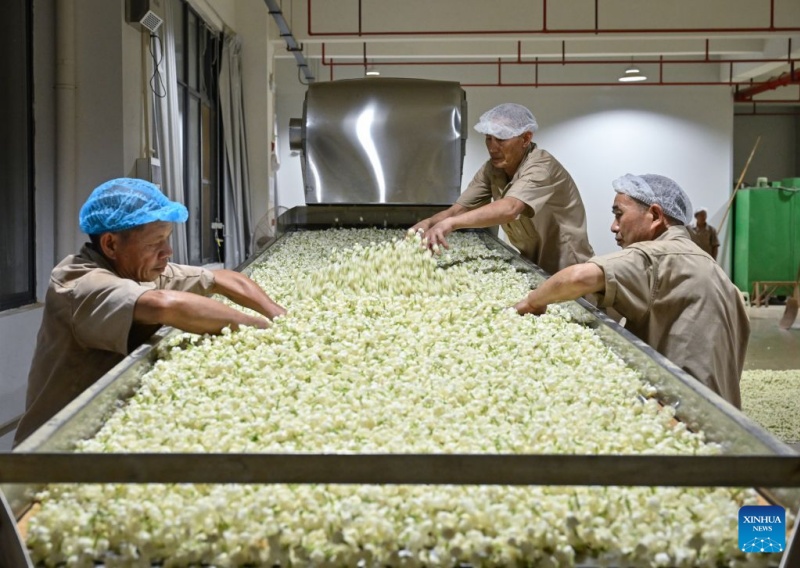 Fujian : le patrimoine industriel du thé au jasmin de Fuzhou stimule la croissance du tourisme culturel local