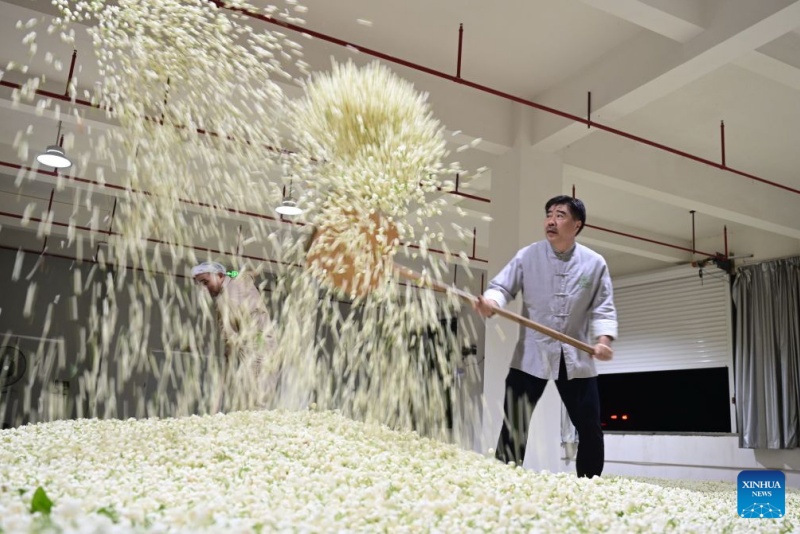 Fujian : le patrimoine industriel du thé au jasmin de Fuzhou stimule la croissance du tourisme culturel local
