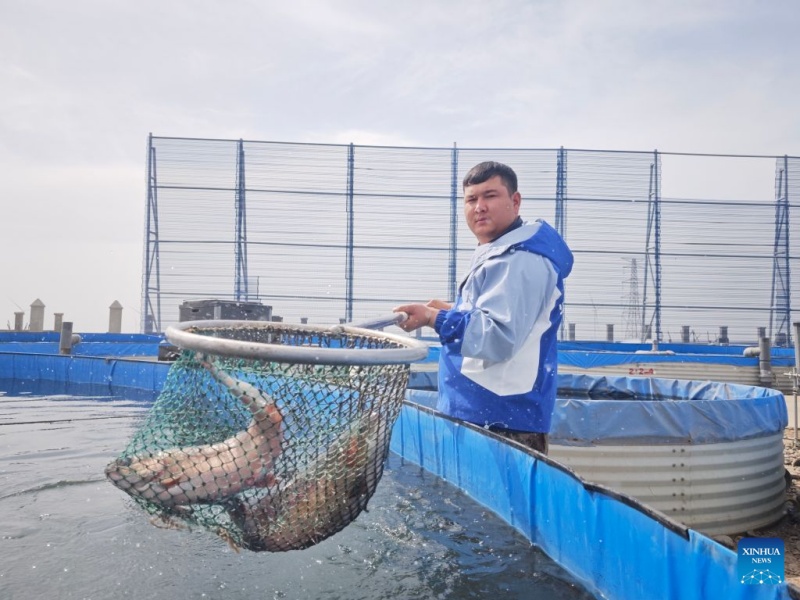 Un employé pêche dans un centre d'élevage de saumons à Tourfan, dans la région autonome ouïgoure du Xinjiang (nord-ouest de la Chine), le 9 avril 2025.